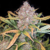 Mandarine XL Auto