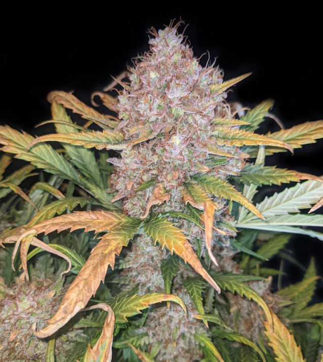 Mandarine XL Auto