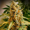 Critical 3.0 Auto