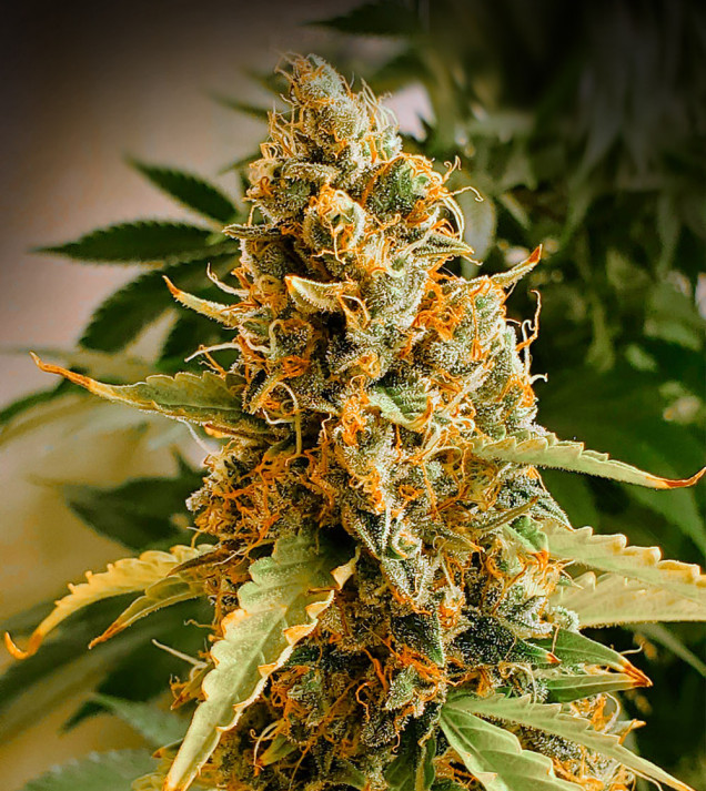 Critical 3.0 Auto