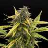 Critical Auto