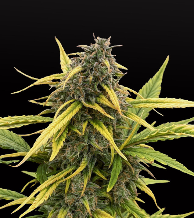 Critical Auto