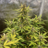Critical Auto