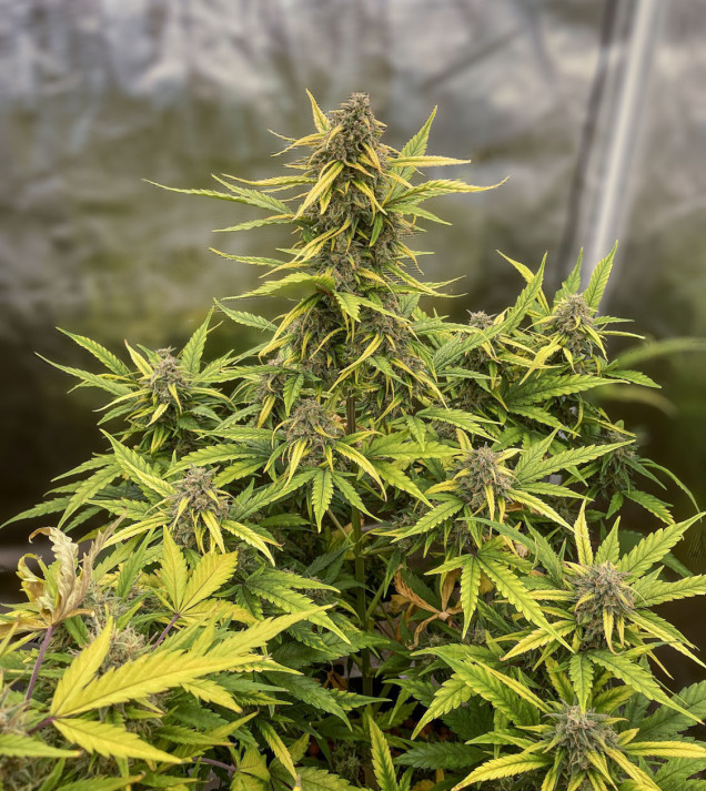 Critical Auto