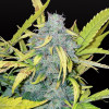 Critical Auto