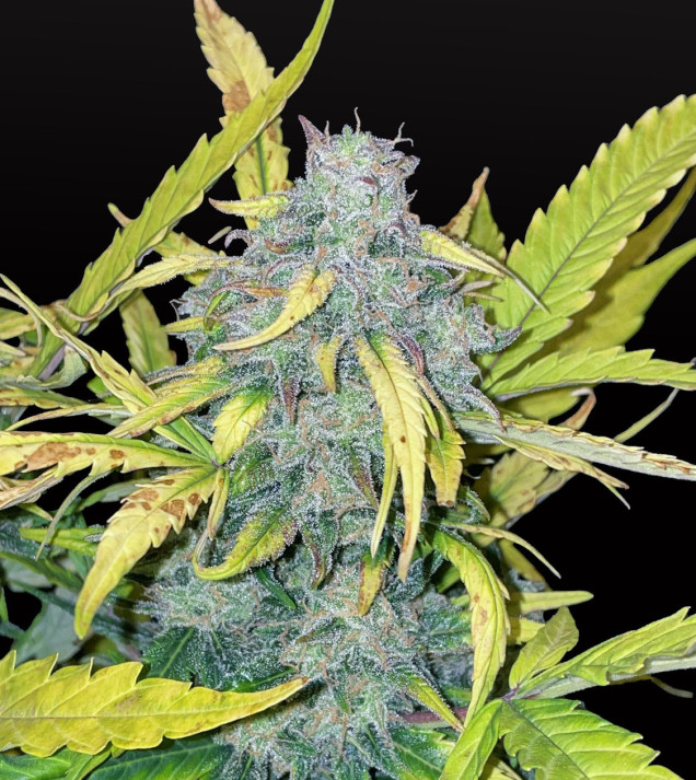 Critical Auto