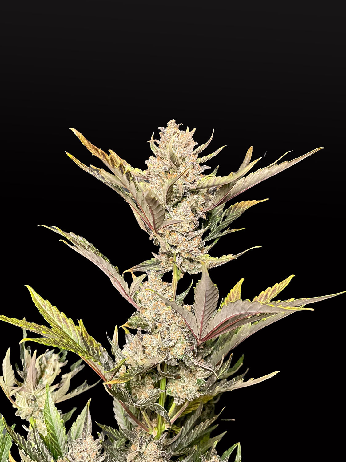 Ganja Skunk Auto Seeds - Ganja Farmer Seeds - buy at Ganja Farmer Seedshop