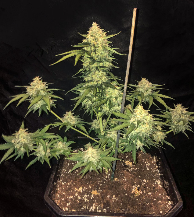 Cali Gelato Auto