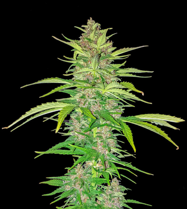 Purple Devil Auto