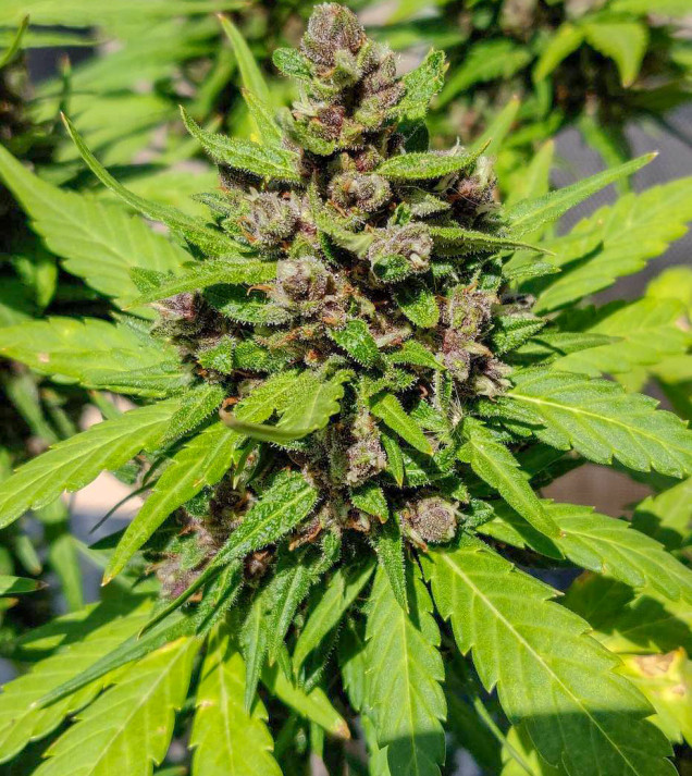Purple Devil Auto
