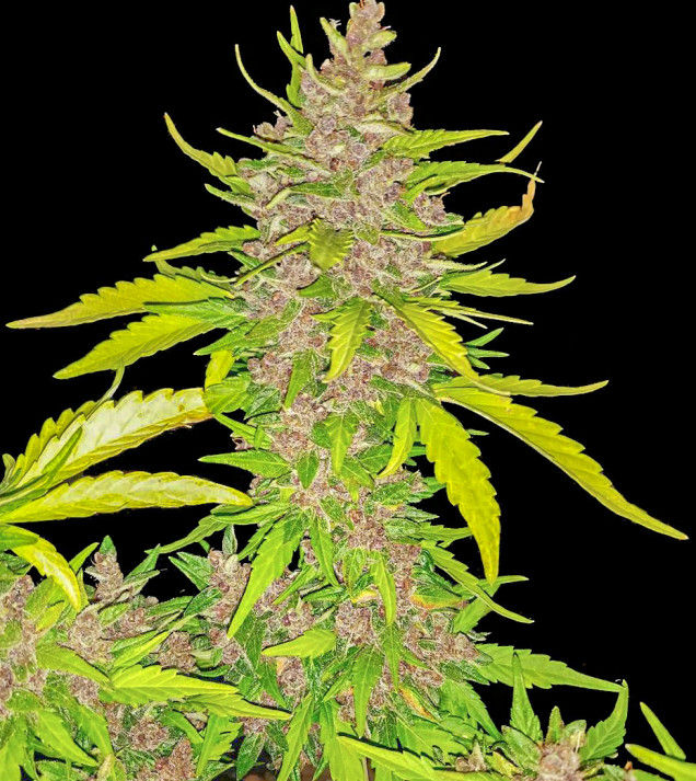 Purple Devil Auto