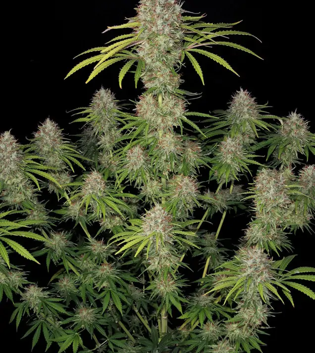 Amnesia Haze F1 Auto