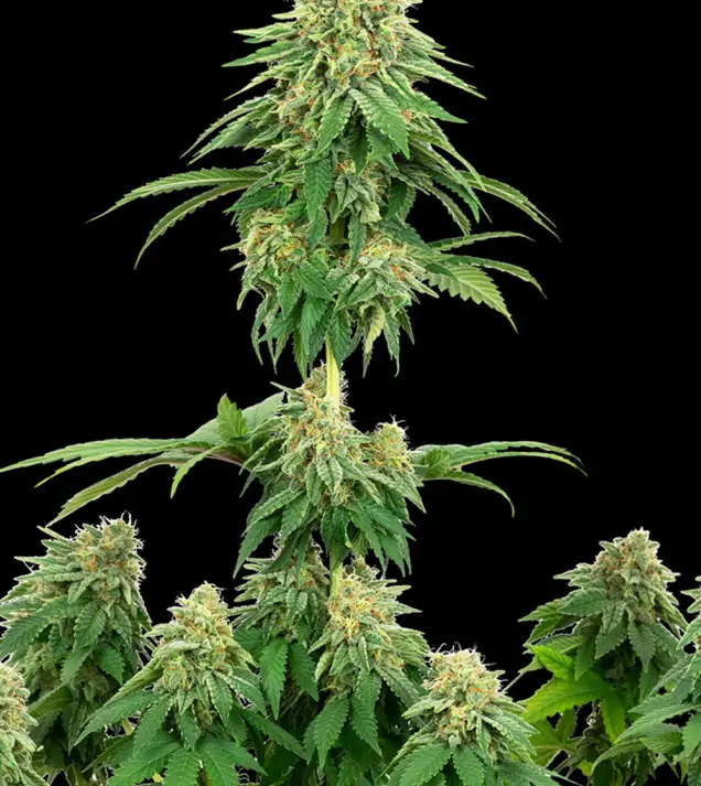 Cookies Kush F1 Auto