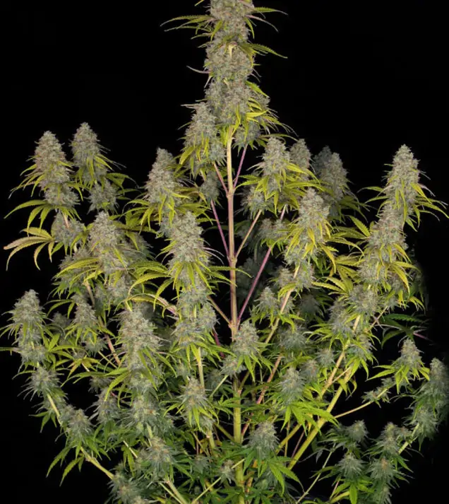 Critical 2.0 F1 Auto