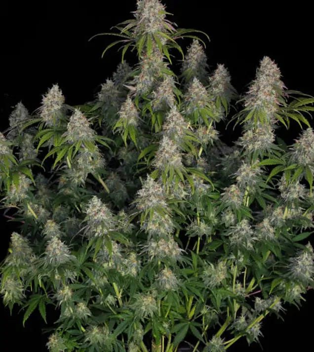 Gorilla Blue F1 Auto