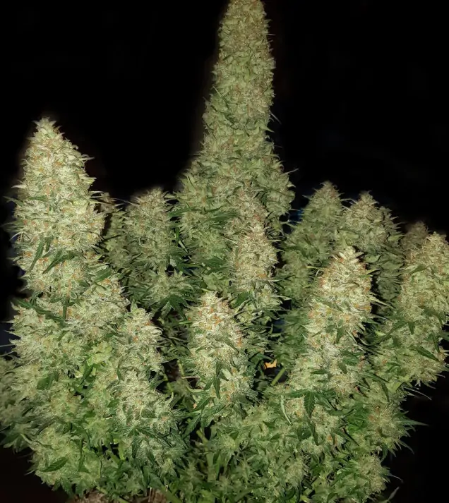 Northern Light F1 Auto 