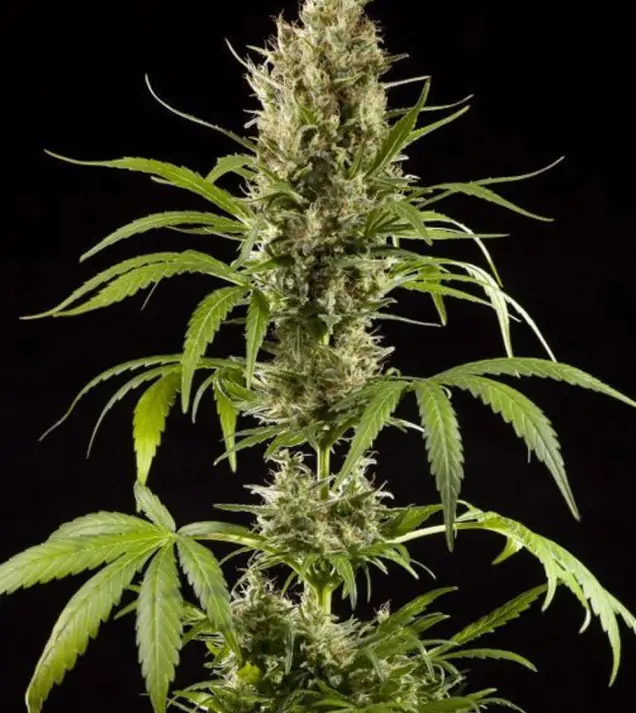 Strawberry Haze F1 Auto