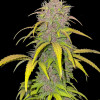 Purple Mandarine Auto