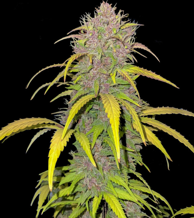 Purple Mandarine Auto
