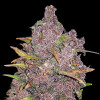 Purple Mandarine Auto