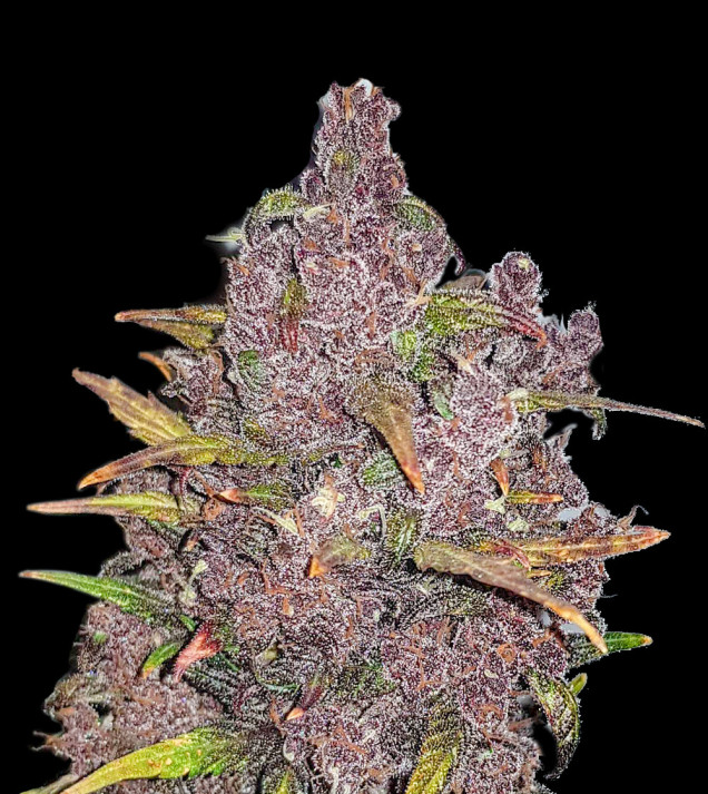 Purple Mandarine Auto