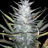 Purple Mimosa XL Auto