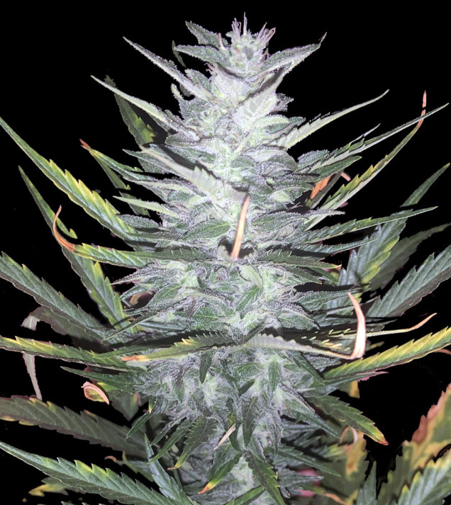 Purple Mimosa XL Auto
