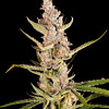 Mimosa XL Auto