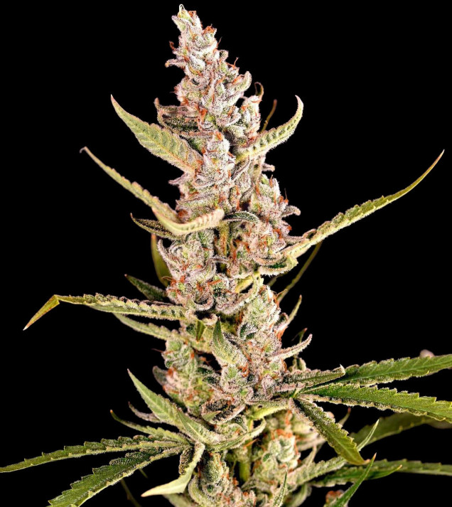 Mimosa XL Auto