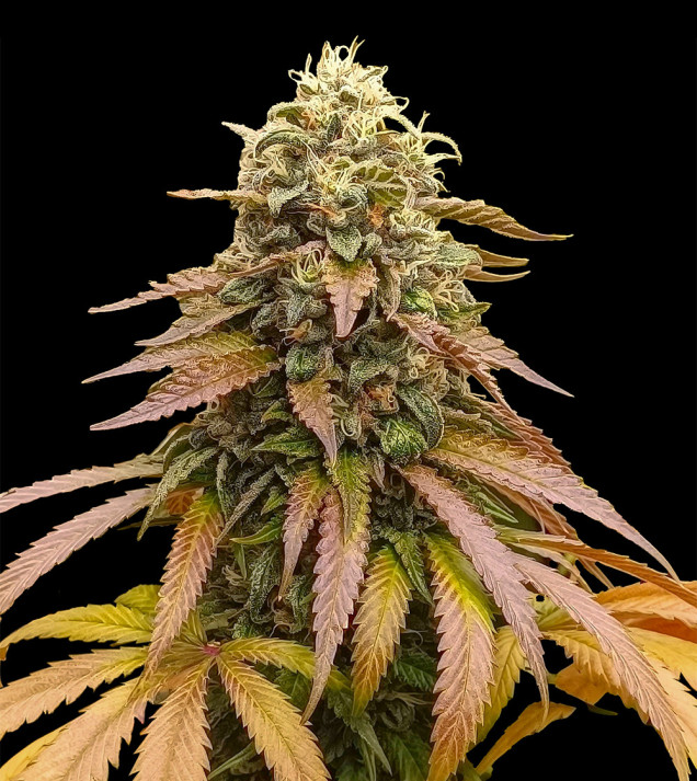 Strawberry Coke Fast