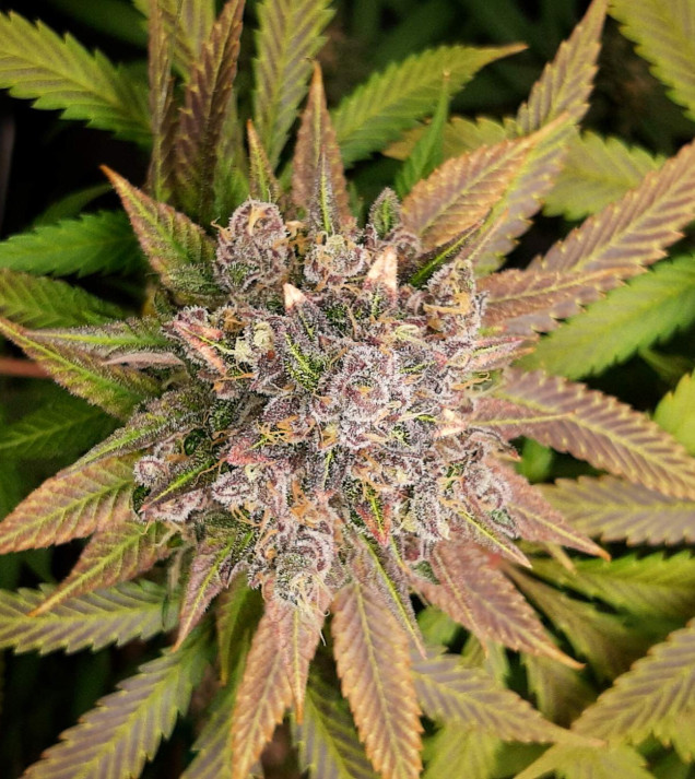 Strawberry Coke Fast