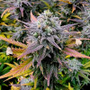 Kosher Kush