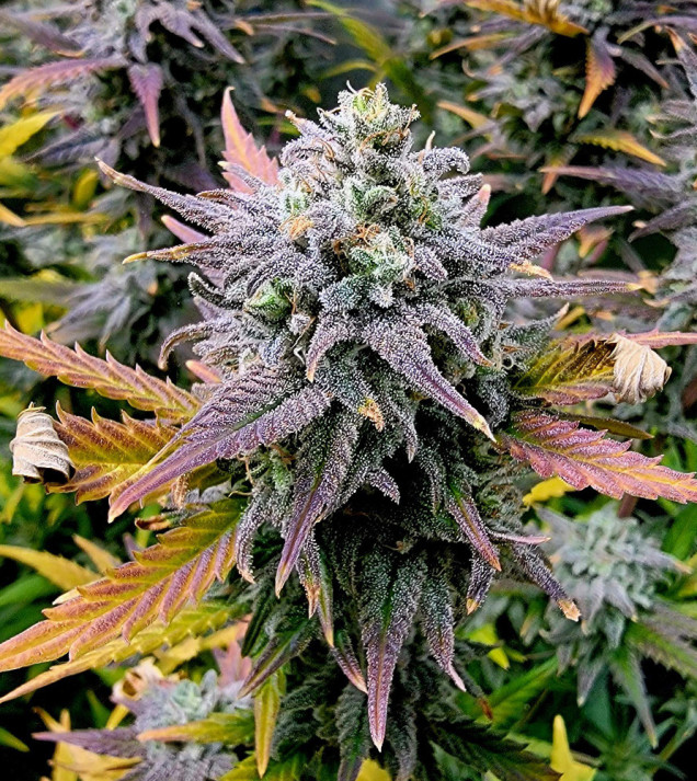 Kosher Kush