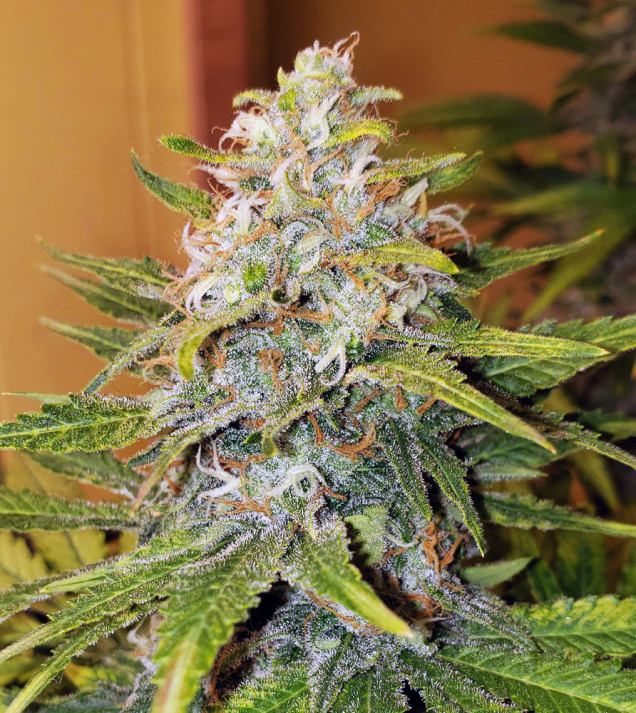 MAC Ganja
