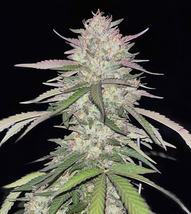 Zkittlez