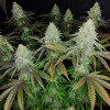 Sour OG Kush