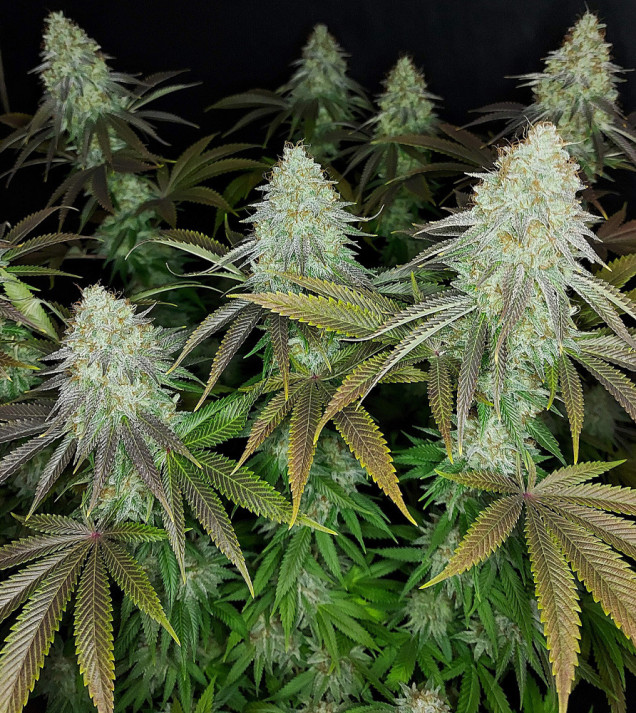 Sour OG Kush