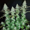 Sour OG Kush
