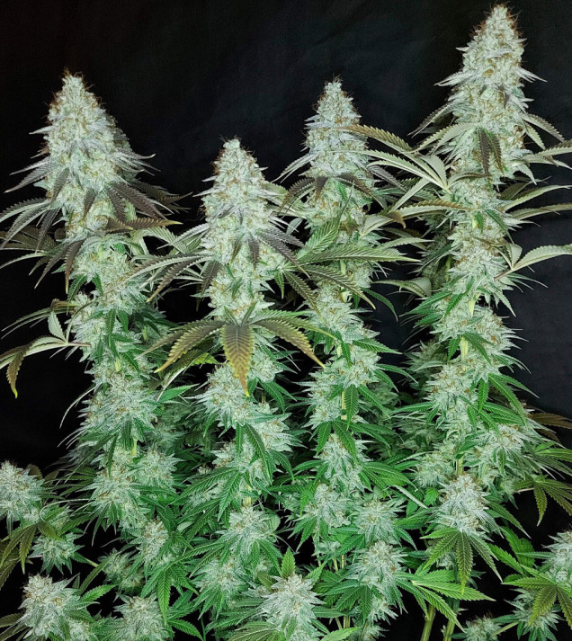 Sour OG Kush