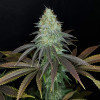 Sour OG Kush