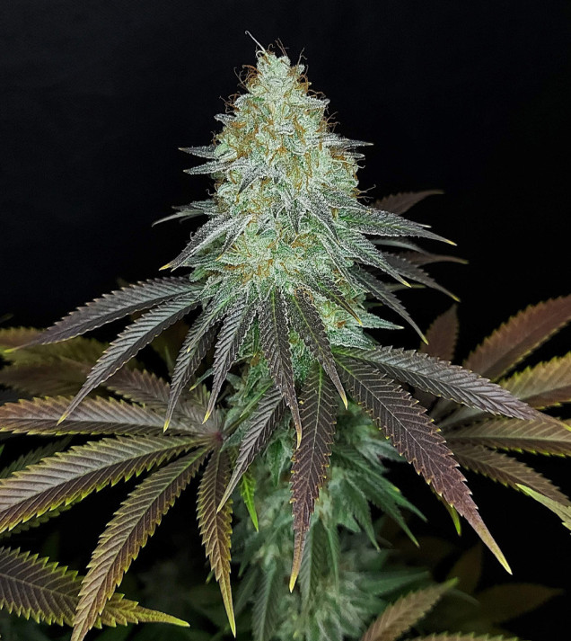 Sour OG Kush