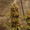 Peanut Butter Breath