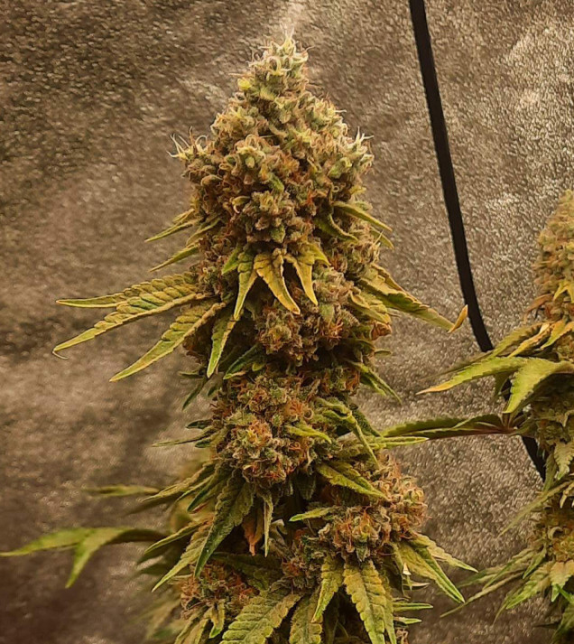Peanut Butter Breath
