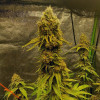 Peanut Butter Breath
