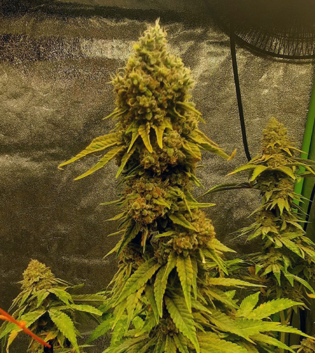 Peanut Butter Breath