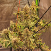 Peanut Butter Breath