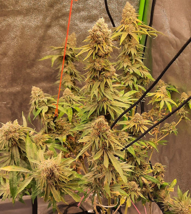 Peanut Butter Breath