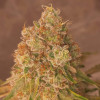Peanut Butter Breath