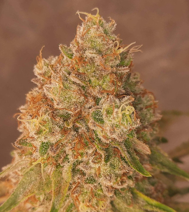 Peanut Butter Breath