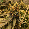 Miracle Alien Cookies (MAC)